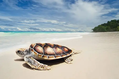 Things to experience in Sri Lanka